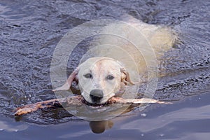 Labrador swimming with stick