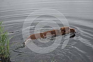 labrador swims along the river