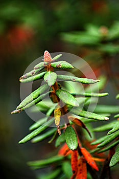 Labrador tea