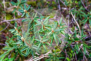 Labrador tea plant in boreal forest in Alaska