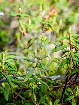 Labrador tea plant in boreal forest in Alaska