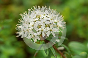 Labrador tea white flowers in the green spring forest photo