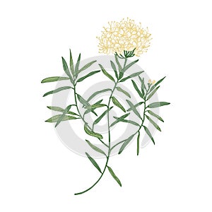 Labrador tea or wild rosemary flowers isolated on white background. Elegant drawing of fragrant wild plant or shrub used