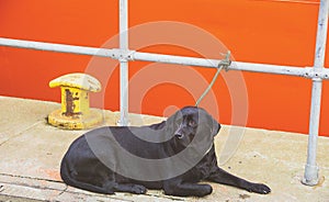 Labrador Tied up on a gray rail in Fraserburgh Harbour,Aberdeenshire, Scotland, UK.