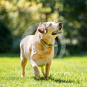 Labrador about to catch a ball or stick from the front on a sunny day