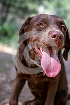 Labrador with tongue hanging out portrait