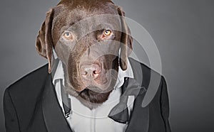 Labrador in Tuxedo against a Grey Background