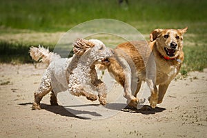 Labrador vs. Labradoodle