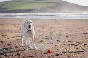 Labrador waiting patiently for his ball to be thrown.