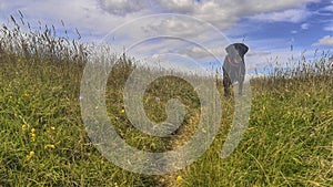 Labrador waits with a ball in her mouth