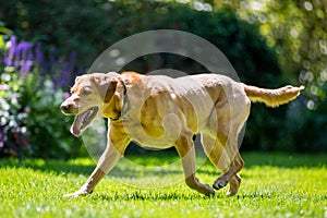 Labrador walking to the side over grass on a sunny day