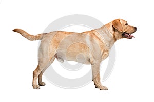 Labrador on white background in studio