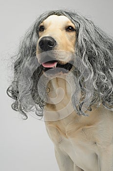 Labrador in a wig