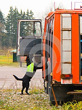 Labrador at work