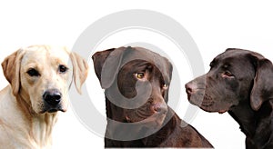 Labradors