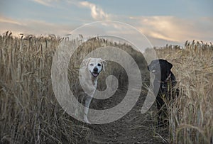 Labradors in barley field