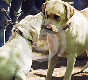 Labradors are kissing. Dogs at the exhibition. Labradors at the