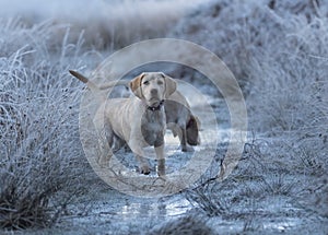 Labradors out in the winter forest having fun