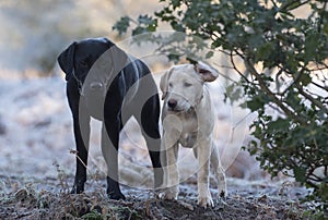 Labradors out in the winter forest having fun