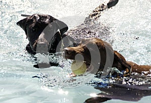 Labradors Swimming
