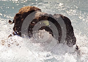 Labradors Swimming With Ball