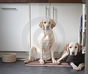 Labradors waiting for their dinner