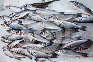 Labrax or seabass on a fish market