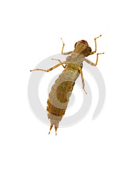 Labrum underside dragonfly insect nymph