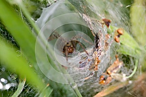 Labrynth Spider