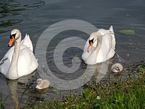 Labudi & mladunci / Swans with baby swans