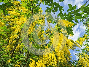 Laburnum