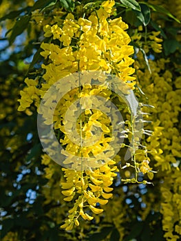 Laburnum anagyroides or golden rain plant