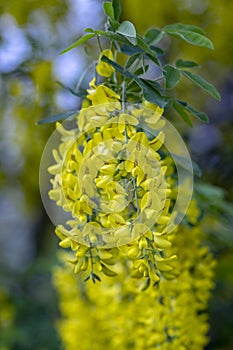 Laburnum anagyroides ornamental yellow shrub branches in bloom against blue sky, flowering small tree