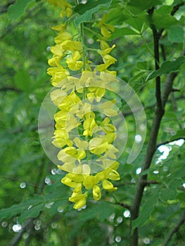 Laburnum anagyroides ornamental yellow shrub branches in bloom against. photo