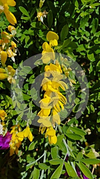 Laburnum anagyroides (syn. Cytisus laburnum), golden chain or golden rain. Green leaves,yellow flowers