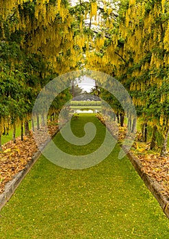 Laburnum Arch in full bloom over grass path