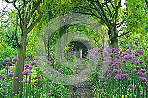 Laburnum arches underplanted with Alliums