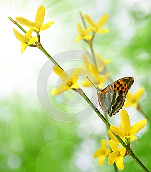 Laburnum with butterfly