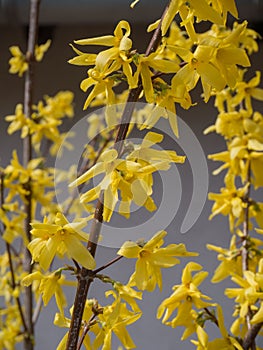 Laburnum flowers in the garden