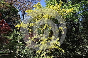 Laburnum golden chain tree in bloom