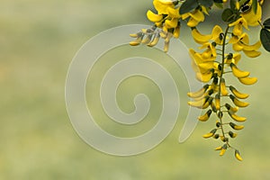 Laburnum isolated in a garden