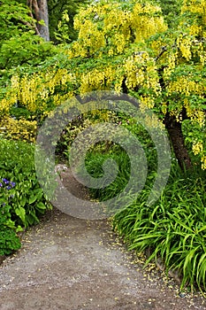 Laburnum tree