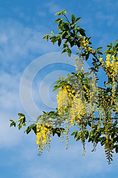 Laburnum Tree in Flower During Springtime