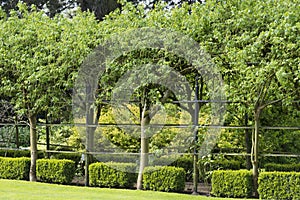 Laburnum trees and box shrubs forming a formal walk way