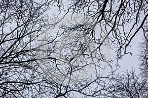 Labyrinth of branches