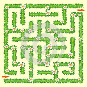 Labyrinth. Maze game for kids. Green grass and chamomiles