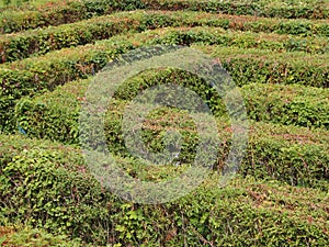 Labyrinth Maze of Orderly Cut Green Bushes