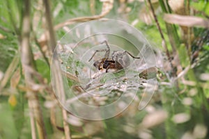 Labyrinth spider - Agelena labyrinthica