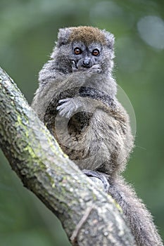 Lac Alaotra bamboo lemur