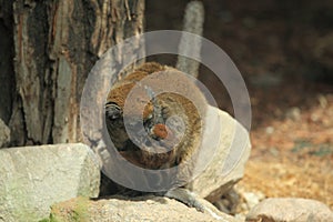 Lac Alaotra bamboo lemur photo